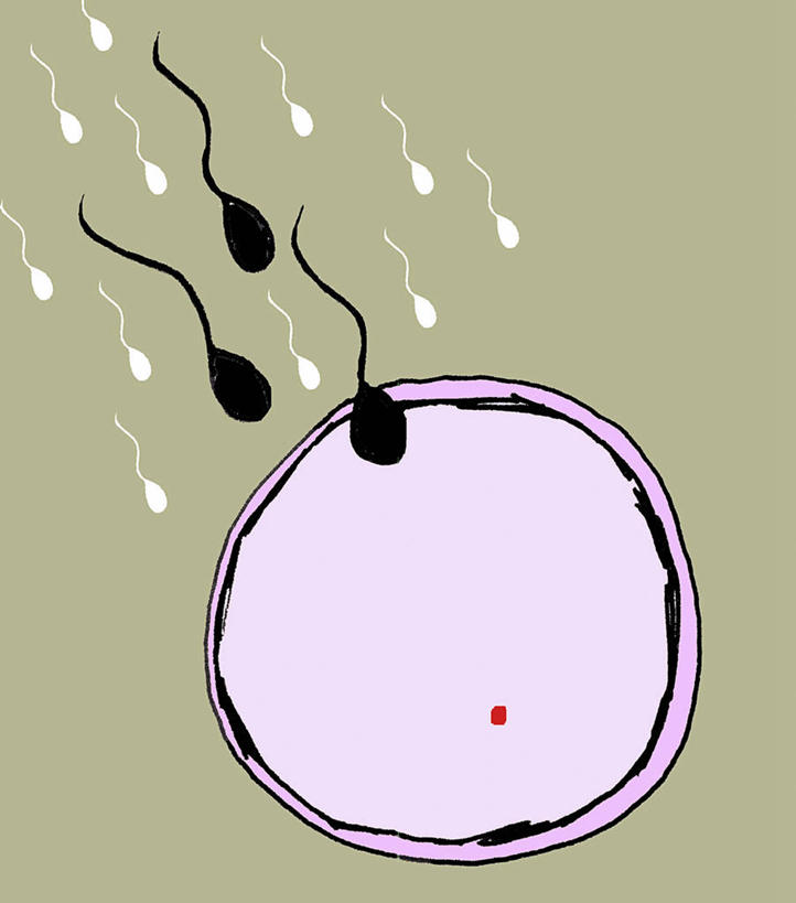 无人,竖图,插画,室内,白天,正面,数码,科技,微生物,阴影,科学,网络,医学,细胞,高光,几何,计算机图形,合成,图画,画,精子,电脑合成图,数码合成图,生物学,合成图,卵子,漫画,卵细胞,写实,具体,具象,生殖细胞,单倍体生殖细胞,雄配子,雄性生殖细胞,雄性细胞,彩图