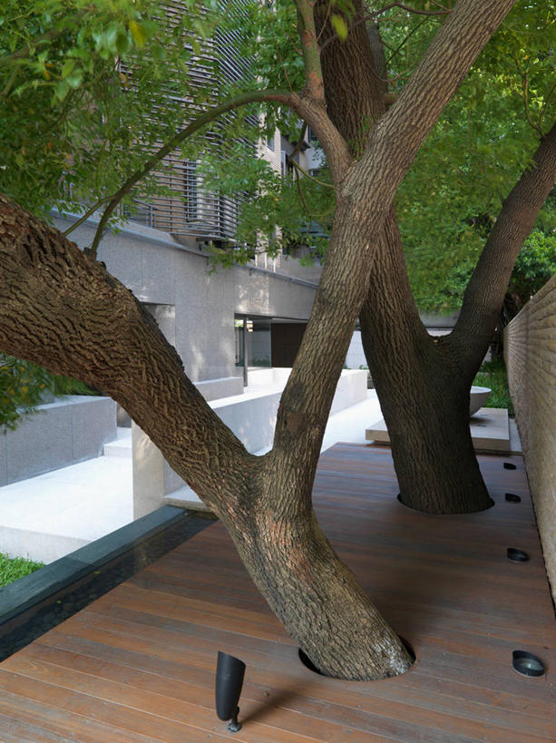 无人,露台,竖图,室外,白天,阳台,台湾,日光,亚洲,生长,台北,硬木,露天阳台