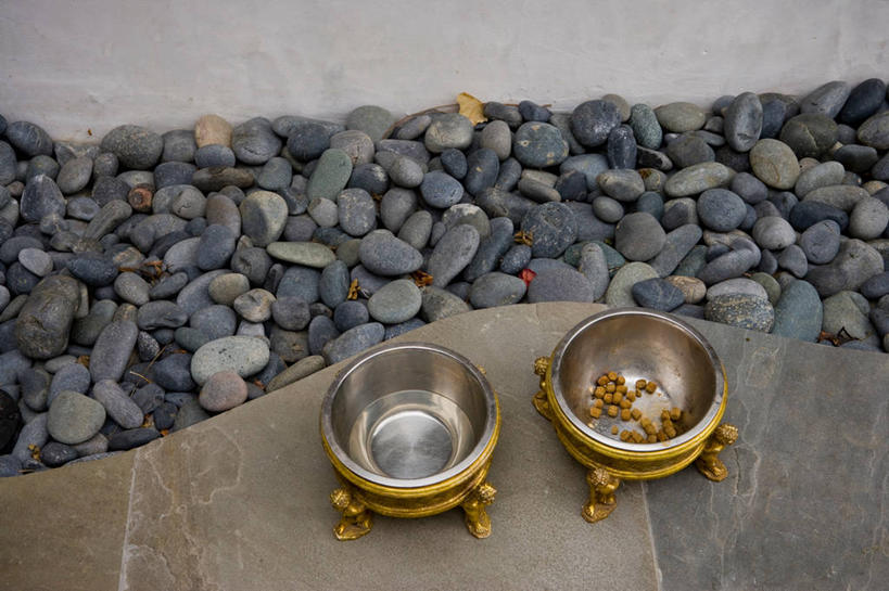 无人,横图,室外,狗,美国,院子,食品,动物,北美,加利福尼亚,好莱坞