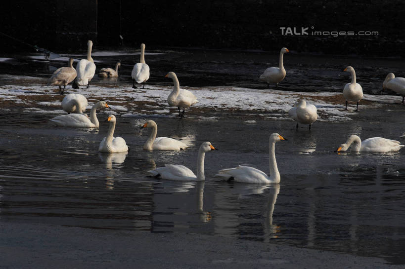 无人,站,横图,俯视,室外,白天,湖,湖泊,美景,水,雪,大雪,鸟,野生动物,天鹅,许多,阴影,波纹,光线,鸟类,影子,湖面,积雪,景观,水流,水面,雪景,冬季,冬天,涟漪,注视,白色,水纹,阳光,自然,动物,波浪,湖水,观察,看,站着,休闲,景色,放松,寒冷,可爱,观看,波光粼粼,察看,阴暗,关注,水晕,严寒,鹄,站立,彩图,高角度拍摄,全身,bjzqp1