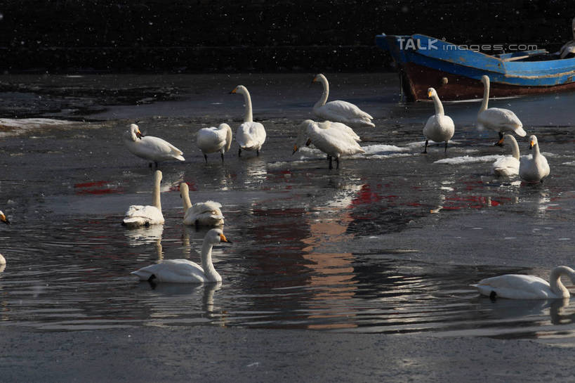 无人,站,横图,俯视,室外,白天,湖,湖泊,美景,水,雪,大雪,船,鸟,野生动物,天鹅,一艘,许多,阴影,波纹,光线,鸟类,影子,湖面,积雪,景观,水流,水面,雪景,冬季,冬天,游艇,涟漪,注视,白色,水纹,阳光,自然,动物,交通工具,波浪,湖水,观察,看,站着,休闲,景色,放松,寒冷,可爱,观看,波光粼粼,察看,阴暗,关注,载具,水晕,严寒,鹄,站立,彩图,高角度拍摄,全身,bjzqp1