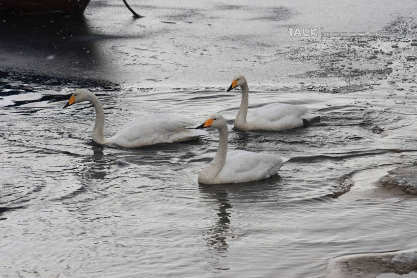 游泳,无人,横图,俯视,室外,白天,湖,湖泊,美景,沙滩,水,雪,大雪,鸟,野生动物,天鹅,三只,阴影,波纹,光线,鸟类,沙子,影子,海岸,湖面,积雪,景观,水流,水面,雪景,冬季,冬天,涟漪,沙地,注视,白色,水纹,阳光,自然,动物,波浪,湖水,观察,看,休闲,景色,放松,寒冷,可爱,观看,波光粼粼,察看,阴暗,关注,水晕,严寒,海滩,鹄,彩图,高角度拍摄,全身,bjzqp1