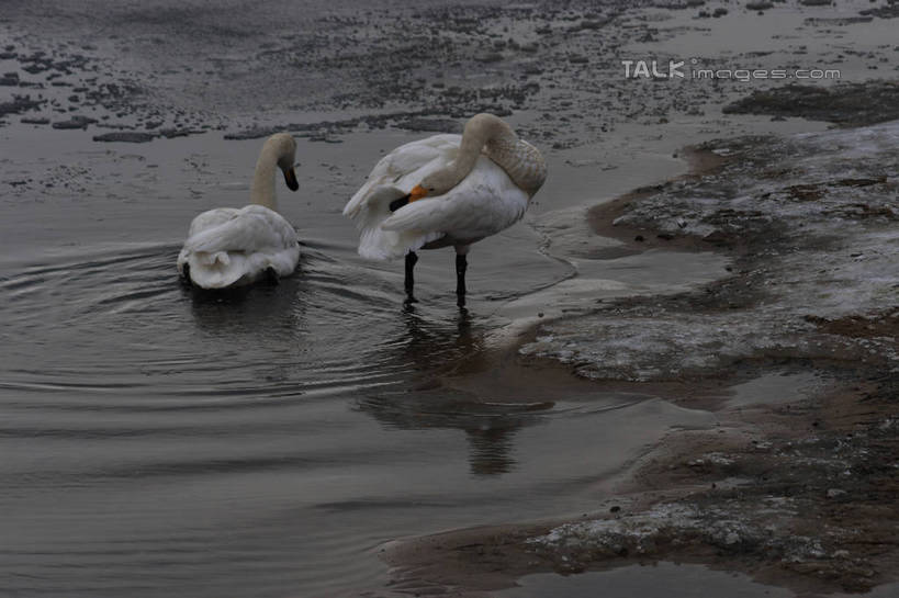 无人,站,横图,俯视,室外,白天,湖,湖泊,美景,水,雪,大雪,鸟,野生动物,天鹅,阴影,波纹,光线,鸟类,影子,湖面,积雪,景观,水流,水面,雪景,冬季,冬天,涟漪,注视,白色,水纹,阳光,自然,动物,波浪,湖水,低头,观察,看,站着,两只,休闲,景色,放松,寒冷,可爱,观看,波光粼粼,察看,阴暗,关注,水晕,严寒,鹄,站立,彩图,高角度拍摄,全身,bjzqp1
