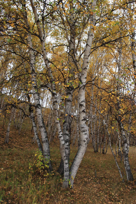 无人,竖图,室外,白天,正面,旅游,度假,草地,草原,草坪,美景,植物,叶子,坝上,中国,亚洲,许多,阴影,枯萎,散落,光线,影子,景观,旷野,枯草,枯叶,落叶,娱乐,草,树,树木,绿色,天空,阳光,自然,天,享受,休闲,景色,放松,生长,成长,自然风光,原野,东亚,中华人民共和国,华北地区,河北,河北省,冀,承德,承德市,叶,叶片,彩图,丰宁满族自治县,京北第一草原,bjzqp1