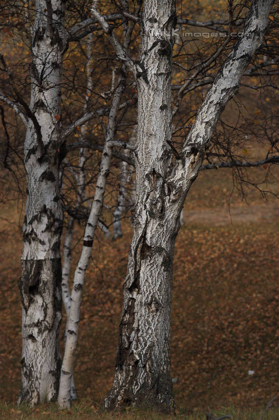 无人,竖图,室外,白天,正面,旅游,度假,草地,草原,草坪,美景,植物,叶子,坝上,中国,亚洲,许多,阴影,枯萎,朦胧,模糊,散落,光线,影子,景观,旷野,枯草,枯叶,落叶,娱乐,草,树,树木,绿色,天空,阳光,自然,天,享受,休闲,景色,放松,生长,成长,自然风光,原野,东亚,中华人民共和国,华北地区,河北,河北省,冀,承德,承德市,叶,叶片,彩图,丰宁满族自治县,京北第一草原,bjzqp1