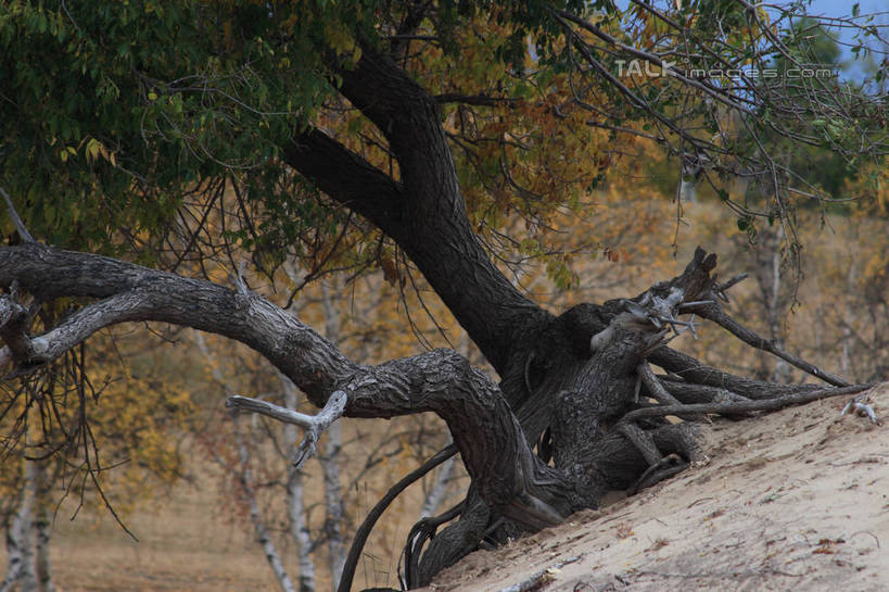 无人,横图,室外,白天,正面,旅游,度假,美景,植物,坝上,中国,亚洲,阴影,环绕,缠绕,光线,影子,景观,树桩,枝条,地面,娱乐,树,树干,树木,树枝,蓝色,蓝天,天空,阳光,自然,天,享受,休闲,木桩,景色,放松,晴朗,自然风光,纠缠,东亚,万里无云,中华人民共和国,华北地区,河北,河北省,冀,承德,承德市,虬枝,枝杈,晴空,晴空万里,彩图,丰宁满族自治县,京北第一草原,bjzqp1