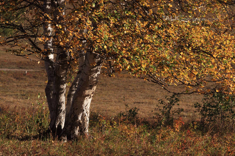 无人,横图,室外,白天,正面,旅游,度假,草原,美景,秋季,植物,坝上,中国,亚洲,阴影,枯萎,光线,影子,景观,旷野,枯草,树桩,枝条,娱乐,草,树,树干,树木,树枝,黄色,阳光,自然,享受,休闲,木桩,景色,放松,自然风光,原野,东亚,中华人民共和国,华北地区,河北,河北省,冀,承德,承德市,虬枝,枝杈,秋,秋天,彩图,丰宁满族自治县,京北第一草原,bjzqp1