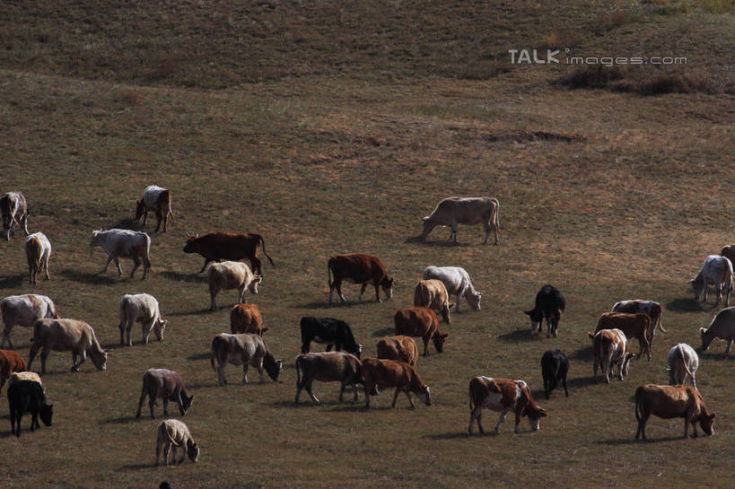 无人,站,吃,横图,俯视,室外,白天,旅游,度假,草原,美景,植物,马,野生动物,坝上,中国,亚洲,许多,阴影,枯萎,光线,影子,景观,旷野,枯草,娱乐,草,黄色,阳光,自然,动物,低头,站着,享受,休闲,景色,放松,运输,牲畜,自然风光,原野,东亚,中华人民共和国,华北地区,河北,河北省,冀,垂头,承德,承德市,嚼,食,站立,半身,彩图,高角度拍摄,丰宁满族自治县,京北第一草原,bjzqp1