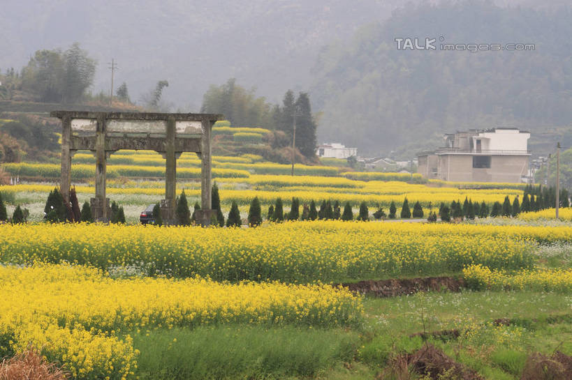 无人,家,农田,横图,室外,白天,正面,旅游,度假,庄稼,农作物,草地,草坪,花海,花圃,美景,山,山脉,树林,植物,叶子,许多,盛开,电力,电线,电线杆,线,房屋,屋子,景观,山峰,乡村,牌坊,牌楼,电能,山峦,线路,花蕾,文化,娱乐,楼房,民居,民宅,住宅,草,花,花瓣,花朵,花卉,鲜花,树,树木,黄色,绿色,自然,村庄,花丛,花束,花田,群山,花苞,花蕊,油菜花,享受,休闲,景色,放松,生长,成长,纪念,电,电源,村落,祭祀,自然风光,表彰,能量,荣誉,荣耀,村子,彩图,耕地,庄稼田,房子,芸苔,芸薹,传统文化,bjzqp1