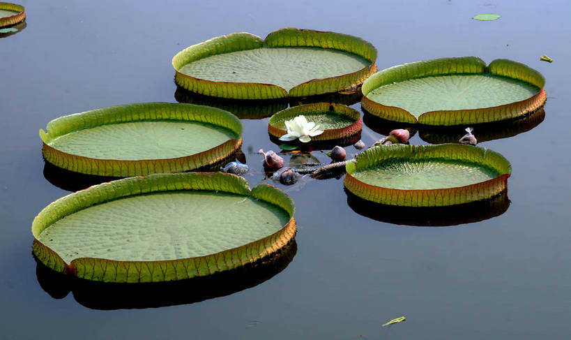 无人,横图,俯视,室外,白天,旅游,度假,湖,湖泊,美景,水,植物,睡莲,叶子,北京,圆明园,中国,亚洲,许多,阴影,漂浮,盛开,反射,光线,圆形,影子,湖面,景观,水流,水面,荷叶,首都,娱乐,花,花瓣,花朵,花卉,鲜花,绿色,倒影,自然,湖水,花蕊,享受,休闲,景色,放松,园林,自然风光,东亚,纯真,妖艳,中华人民共和国,北京市,京,北平,华北地区,莲叶,水芹花,抒情,洁净,北京圆明园,皇家园林,水洋花,子午莲,叶,叶片,彩图,高角度拍摄,bjzqp1