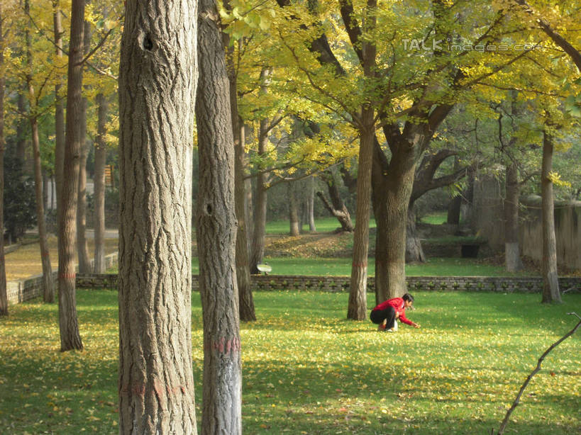 东方人,一个人,蹲,横图,室外,白天,侧面,旅游,度假,草地,草坪,美景,秋季,树林,植物,叶子,中国,亚洲,仅一个男性,仅一个人,仅一个中年男性,握,阴影,服装,光线,影子,景观,枯叶,落叶,树桩,拿,拿着,注视,休闲装,黄种人,娱乐,草,树,树干,树木,衣服,绿色,阳光,自然,观察,看,享受,休闲,休闲服,木桩,景色,放松,握着,服饰,生长,成长,观看,察看,关注,自然风光,东亚,陕西,陕西省,中华人民共和国,西北地区,陕,延安,延安市,男人,男性,中年男性,亚洲人,叶,叶片,秋,秋天,蹲着,彩图,全身,hascy1