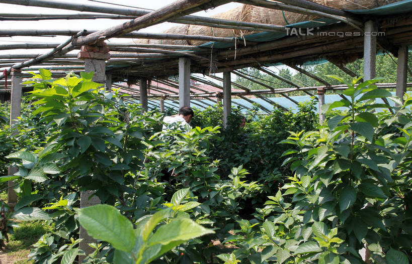 东方人,一个人,农民,果园,站,横图,室外,白天,旅游,度假,美景,树林,植物,樱桃,水果,亚洲,仅一个男性,仅一个人,仅一个中年男性,许多,阴影,朦胧,模糊,新鲜,光线,木材,影子,支架,景观,生食,食品,果实,果树,枝条,注视,黄种人,娱乐,树,树木,树枝,食物,背面,绿色,阳光,自然,低头,观察,看,站着,享受,休闲,景色,放松,有机食品,绿色食品,木料,生长,成长,观看,支撑,察看,大棚,关注,自然风光,虬枝,枝杈,男人,男性,中年男性,亚洲人,樱珠,莺桃,英桃,楔桃,牛桃,荆桃,佃农,农场主,农夫,农工,乡下人,小农,庄稼人,站立,半身,彩图,rzwdb1