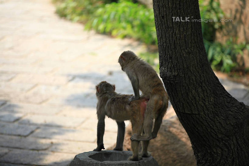 无人,坐,横图,俯视,室外,白天,石头,树林,植物,哺乳动物,猴,野生动物,猴子,中国,亚洲,阴影,朦胧,模糊,光线,石子,影子,地面,山东,树,树木,绿色,阳光,自然,动物,两只,可爱,活泼,生长,成长,东亚,山东省,日照,中华人民共和国,华东地区,鲁,日照市,五莲山,五莲山风景名胜区,五莲县,石块,岩石,坐着,彩图,高角度拍摄,全身,rzwdb1