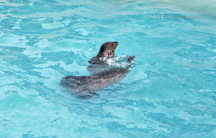 无人,横图,俯视,室外,白天,度假,美景,城市风光,城市,哺乳动物,海豹,野生动物,中国,亚洲,斑点,景观,水池,水面,注视,娱乐,山东,蓝色,动物,观察,看,趴着,两只,享受,休闲,景色,放松,可爱,活泼,观看,游动,察看,关注,东亚,山东省,日照,中华人民共和国,华东地区,鲁,日照市,刘家湾赶海园,趴,彩图,高角度拍摄,全身,rzwdb1