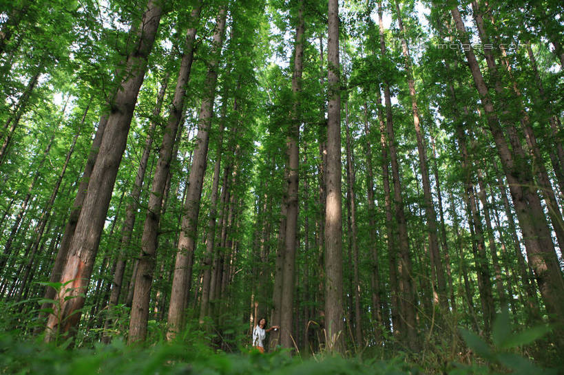 东方人,一个人,站,举,笑,微笑,露齿笑,横图,室外,白天,仰视,裙子,T恤衫,旅游,度假,草地,草坪,美景,树林,植物,项链,中国,亚洲,仅一个年轻女性,仅一个女性,仅一个人,阴影,朦胧,模糊,光线,影子,景观,T恤,注视,黄种人,娱乐,长裙,山东,装饰品,草,树,树木,绿色,白色,阳光,自然,饰品,首饰,观察,看,靠,靠着,托,倚靠,站着,享受,休闲,橙色,景色,放松,生长,成长,观看,半身裙,察看,倚着,关注,自然风光,东亚,山东省,日照,中华人民共和国,华东地区,鲁,日照市,鲁南海滨国家森林公园,年轻女性,女人,女性,亚洲人,长发,卷发,举起,举手,举着,向上举,向上伸,向上托,站立,彩图,低角度拍摄,全身,rzwdb1