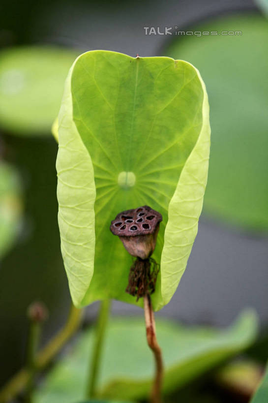 无人,公园,竖图,室外,特写,白天,正面,旅游,度假,湖,湖泊,美景,水,叶子,中国,亚洲,许多,朦胧,模糊,干枯,干燥,池塘,湖面,景观,水流,水面,莲子,荷叶,娱乐,山东,一个,自然,湖水,享受,休闲,景色,放松,莲蓬,茂盛,单个,自然风光,东亚,山东省,日照,中华人民共和国,华东地区,莲叶,鲁,莲米,莲肉,莲实,日照市,银河公园,叶,叶片,彩图,rzwdb1