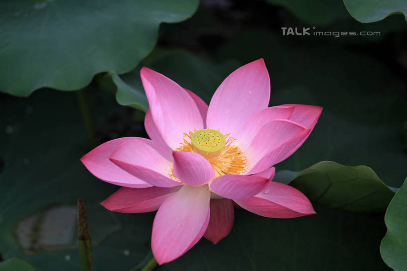 无人,公园,横图,俯视,室外,特写,白天,旅游,度假,纯洁,湖,湖泊,美景,水,莲花,叶子,中国,亚洲,许多,朦胧,模糊,盛开,池塘,湖面,景观,水流,水面,荷叶,花蕾,娱乐,山东,花,花瓣,花朵,鲜花,一朵,红色,倒影,自然,湖水,花苞,花蕊,享受,休闲,景色,放松,茂盛,倒映,富贵,神圣,自然风光,东亚,纯净,山东省,日照,中华人民共和国,华东地区,莲叶,鲁,六月花神,正直,日照市,反照,银河公园,荷花,六月春,藕花,水芙蓉,叶,叶片,彩图,高角度拍摄,rzwdb1