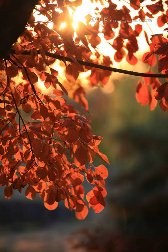 无人,竖图,室外,特写,白天,正面,旅游,度假,美景,秋季,日落,树林,植物,叶子,中国,亚洲,阴影,朦胧,模糊,光线,影子,景观,晚霞,霞光,落日,枯叶,落叶,娱乐,山东,树,树木,红色,绿色,阳光,自然,黄昏,享受,休闲,景色,彩霞,放松,生长,成长,自然风光,东亚,山东省,日照,中华人民共和国,华东地区,鲁,日照市,夕照,炫光,叶,叶片,秋,秋天,夕阳,彩图,斜阳,rzwdb1