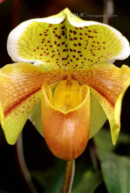 无人,竖图,室外,特写,白天,正面,美景,朦胧,模糊,盛开,景观,花蕾,花,花瓣,花朵,鲜花,一朵,黄色,自然,花苞,花蕊,景色,高雅,自然风光,淡泊,花中君子,兰花,彩图,shcm1