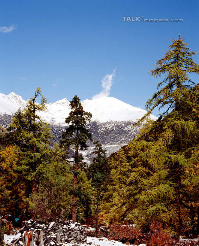 无人,竖图,室外,白天,正面,旅游,度假,美景,森林,山,树林,雪,雪山,植物,大雪,中国,亚洲,阴影,光线,影子,冰,积雪,景观,山峰,雪景,云,云朵,冬季,冬天,山峦,云彩,娱乐,树,树木,蓝色,绿色,白云,蓝天,天空,阳光,自然,天,享受,休闲,景色,放松,寒冷,四川省,生长,晴朗,成长,冰冷,自然风光,东亚,四川,稻城,亚丁,甘孜藏族自治州,中华人民共和国,西南地区,严寒,川,甘孜,甘孜州,冰凉,酷寒,凛冽,凛凛,极冷,晴空,彩图,稻城县,稻城亚丁,亚丁风景区,shcm1
