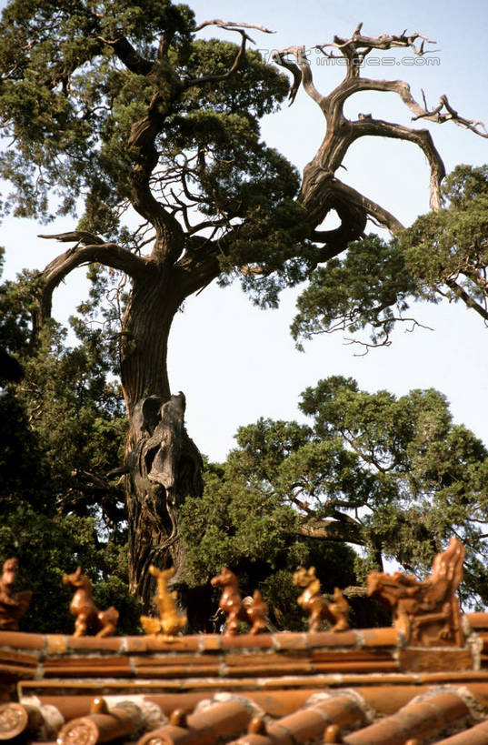 无人,寺庙,竖图,室外,白天,仰视,旅游,度假,名胜古迹,植物,标志建筑,地标,建筑,雕塑,孔庙,中国,亚洲,阴影,节日,遗迹,艺术,装饰,光线,雕刻,雕像,瓦片,影子,屋顶,枝条,燃烧,顶棚,瓦,古迹,文化,文物,娱乐,建设,古建筑,山东,树,树木,树枝,蓝色,绿色,蓝天,天空,阳光,自然,香火,工艺品,庙宇,天,祈祷,享受,休闲,健康,旅游胜地,放松,许愿,宗教,建造,信仰,生长,晴朗,成长,纪念,祈求,美术,主题,陈列,古文明,东亚,屋瓦,曲阜,曲阜市,山东省,万里无云,中华人民共和国,华东地区,功能,美学,鲁,虬枝,枝杈,平安,晴空,晴空万里,彩图,低角度拍摄,庙,寺,本庙,shcm1