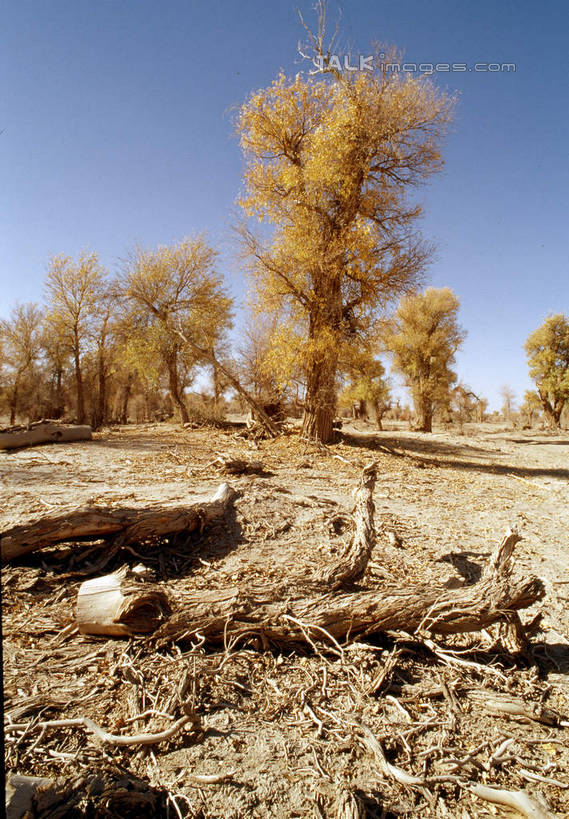 无人,竖图,室外,白天,正面,旅游,度假,美景,植物,中国,亚洲,阴影,光线,影子,景观,娱乐,树,树木,蓝色,绿色,蓝天,天空,阳光,自然,天,享受,休闲,景色,放松,生长,晴朗,成长,自然风光,东亚,新疆,轮台县,万里无云,中华人民共和国,新疆维吾尔自治区,西北地区,巴音郭楞,巴音郭楞蒙古自治州,晴空,晴空万里,彩图,新,shcm1