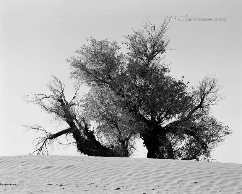无人,横图,黑白,室外,白天,正面,旅游,度假,美景,沙漠,植物,中国,亚洲,阴影,光线,影子,景观,娱乐,树,树木,天空,阳光,自然,天,享受,休闲,景色,放松,生长,成长,自然风光,东亚,新疆,轮台县,中华人民共和国,新疆维吾尔自治区,西北地区,巴音郭楞,巴音郭楞蒙古自治州,大漠,砂漠,新,shcm1