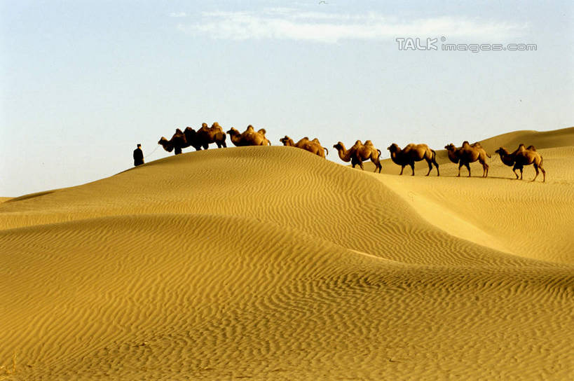 东方人,一个人,站,横图,室外,白天,侧面,旅游,度假,美景,沙漠,野生动物,中国,亚洲,仅一个男性,仅一个人,仅一个中年男性,一群,许多,阴影,服装,光线,影子,景观,云,云朵,很多,云彩,休闲装,黄种人,娱乐,骆驼,衣服,蓝色,白云,蓝天,天空,阳光,自然,动物,天,站着,享受,休闲,休闲服,景色,放松,运输,服饰,晴朗,自然风光,东亚,新疆,民丰,民丰县,沙漠之舟,中华人民共和国,新疆维吾尔自治区,西北地区,双峰骆驼,男人,男性,中年男性,亚洲人,大漠,砂漠,晴空,站立,彩图,全身,和田地区,新,shcm1