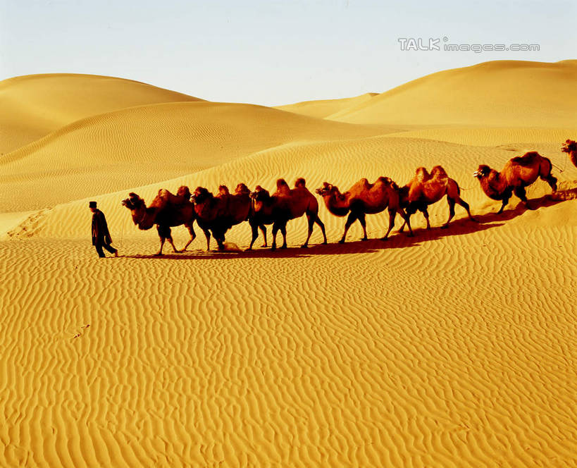 东方人,一个人,站,横图,室外,白天,侧面,旅游,度假,美景,沙漠,野生动物,中国,亚洲,仅一个男性,仅一个人,仅一个中年男性,一群,许多,阴影,服装,光线,影子,景观,很多,休闲装,黄种人,娱乐,骆驼,衣服,蓝色,蓝天,天空,阳光,自然,动物,天,站着,享受,休闲,休闲服,景色,放松,运输,服饰,晴朗,自然风光,东亚,新疆,民丰,民丰县,万里无云,沙漠之舟,中华人民共和国,新疆维吾尔自治区,西北地区,双峰骆驼,男人,男性,中年男性,亚洲人,大漠,砂漠,晴空,晴空万里,站立,彩图,全身,和田地区,新,shcm1