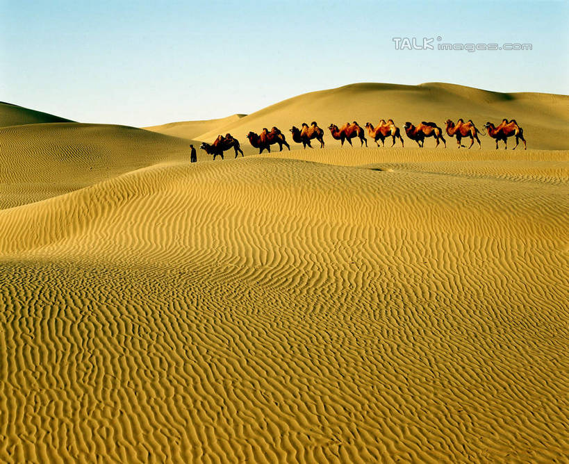 东方人,一个人,站,横图,室外,白天,侧面,旅游,度假,美景,沙漠,野生动物,中国,亚洲,仅一个男性,仅一个人,仅一个中年男性,一群,许多,阴影,服装,光线,影子,景观,很多,休闲装,黄种人,娱乐,骆驼,衣服,蓝色,蓝天,天空,阳光,自然,动物,天,站着,享受,休闲,休闲服,景色,放松,运输,服饰,晴朗,自然风光,东亚,新疆,民丰,民丰县,万里无云,沙漠之舟,中华人民共和国,新疆维吾尔自治区,西北地区,双峰骆驼,男人,男性,中年男性,亚洲人,大漠,砂漠,晴空,晴空万里,站立,彩图,全身,和田地区,新,shcm1