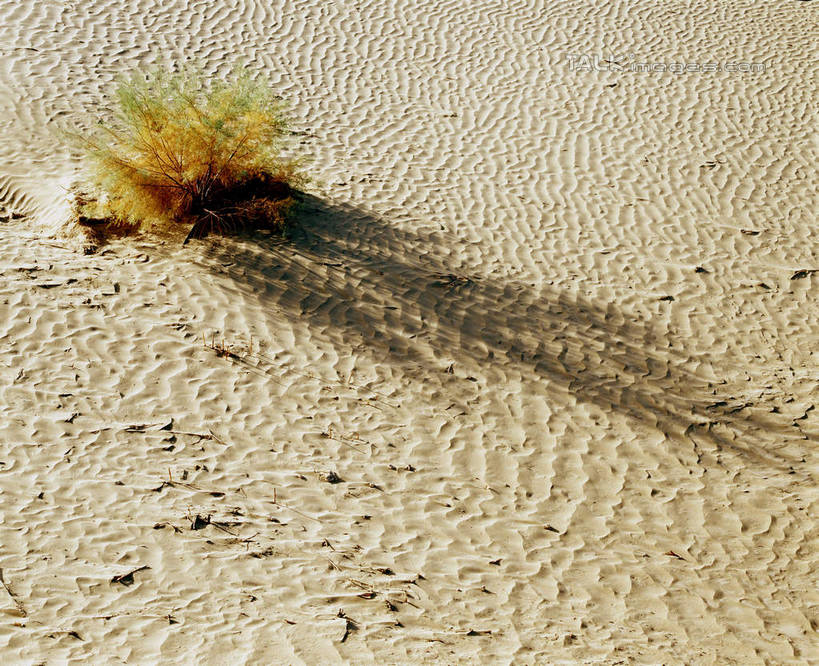 无人,横图,俯视,室外,白天,旅游,度假,美景,沙漠,植物,中国,亚洲,阴影,枯萎,光线,纹路,纹理,影子,景观,枯草,娱乐,草,黄色,阳光,自然,享受,休闲,景色,放松,自然风光,东亚,新疆,民丰,民丰县,肌理,中华人民共和国,新疆维吾尔自治区,西北地区,大漠,砂漠,彩图,高角度拍摄,和田地区,新,shcm1