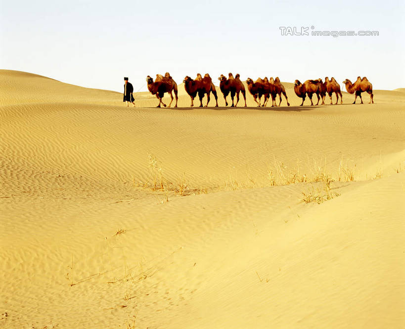 东方人,一个人,站,横图,室外,白天,侧面,旅游,度假,美景,沙漠,野生动物,中国,亚洲,仅一个男性,仅一个人,仅一个中年男性,一群,许多,阴影,服装,光线,影子,景观,很多,休闲装,黄种人,娱乐,骆驼,衣服,蓝色,蓝天,天空,阳光,自然,动物,天,站着,享受,休闲,休闲服,景色,放松,运输,服饰,晴朗,自然风光,东亚,新疆,民丰,民丰县,万里无云,沙漠之舟,中华人民共和国,新疆维吾尔自治区,西北地区,双峰骆驼,男人,男性,中年男性,亚洲人,大漠,砂漠,晴空,晴空万里,站立,彩图,全身,和田地区,新,shcm1
