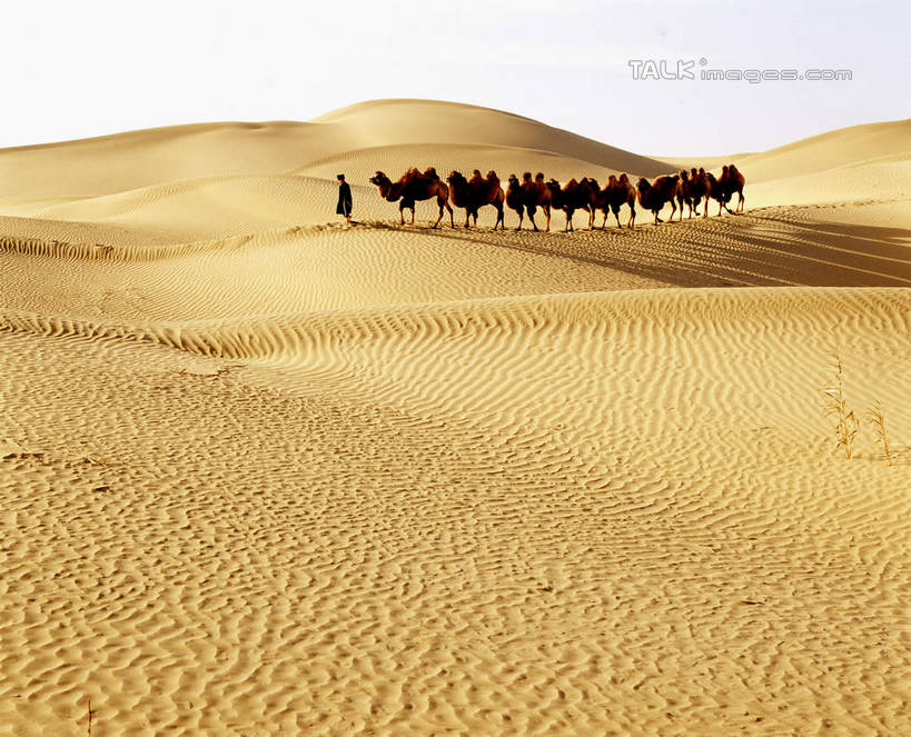 东方人,一个人,站,横图,室外,白天,侧面,旅游,度假,美景,沙漠,野生动物,中国,亚洲,仅一个男性,仅一个人,仅一个中年男性,一群,许多,阴影,服装,光线,影子,景观,很多,休闲装,黄种人,娱乐,骆驼,衣服,蓝色,蓝天,天空,阳光,自然,动物,天,站着,享受,休闲,休闲服,景色,放松,运输,服饰,晴朗,自然风光,东亚,新疆,民丰,民丰县,万里无云,沙漠之舟,中华人民共和国,新疆维吾尔自治区,西北地区,双峰骆驼,男人,男性,中年男性,亚洲人,大漠,砂漠,晴空,晴空万里,站立,彩图,全身,和田地区,新,shcm1