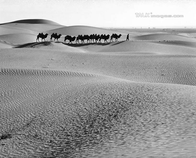 东方人,一个人,站,横图,黑白,室外,白天,侧面,旅游,度假,美景,沙漠,野生动物,中国,亚洲,仅一个男性,仅一个人,仅一个中年男性,一群,许多,阴影,服装,光线,影子,景观,很多,休闲装,黄种人,娱乐,骆驼,衣服,天空,阳光,自然,动物,天,站着,享受,休闲,休闲服,景色,放松,运输,服饰,自然风光,东亚,新疆,民丰,民丰县,沙漠之舟,中华人民共和国,新疆维吾尔自治区,西北地区,双峰骆驼,男人,男性,中年男性,亚洲人,大漠,砂漠,站立,全身,和田地区,新,shcm1