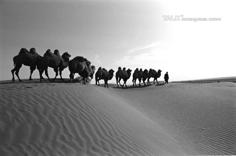东方人,一个人,站,横图,黑白,室外,白天,侧面,旅游,度假,美景,沙漠,野生动物,中国,亚洲,仅一个男性,仅一个人,仅一个中年男性,一群,许多,阴影,服装,光线,影子,景观,很多,休闲装,黄种人,娱乐,骆驼,衣服,天空,阳光,自然,动物,天,站着,享受,休闲,休闲服,景色,放松,运输,服饰,自然风光,东亚,新疆,民丰,民丰县,沙漠之舟,中华人民共和国,新疆维吾尔自治区,西北地区,双峰骆驼,男人,男性,中年男性,亚洲人,大漠,砂漠,站立,全身,和田地区,新,shcm1