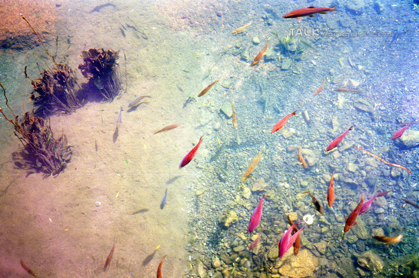 游泳,无人,横图,俯视,室外,白天,旅游,度假,湖,湖泊,美景,水,丽江,中国,亚洲,一群,许多,金鱼,鱼,湖面,景观,水流,水面,很多,娱乐,鱼类,云南,自然,湖水,享受,休闲,景色,放松,自然风光,水生动物,水生物,东亚,云南省,中华人民共和国,西南地区,观赏鱼,金鲫鱼,泅水,滇,丽江市,拍浮,半身,彩图,高角度拍摄,淡水生物,shcm1