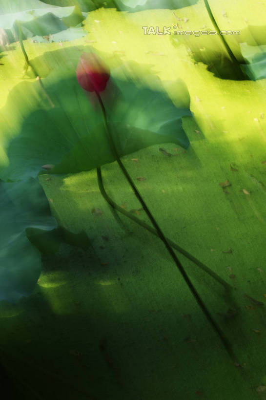 无人,竖图,室外,白天,正面,纯洁,美景,莲花,叶子,阴影,朦胧,模糊,盛开,光线,影子,池塘,景观,水池,荷叶,花蕾,花,花瓣,花朵,鲜花,阳光,自然,花苞,花蕊,景色,富贵,神圣,自然风光,纯净,莲叶,六月花神,正直,鞭蕖,鞭蓉,芙蕖,菡萏,荷花,六月春,藕花,水旦,水芙蓉,水华,水芸,溪客,叶,叶片,彩图,shgzq1