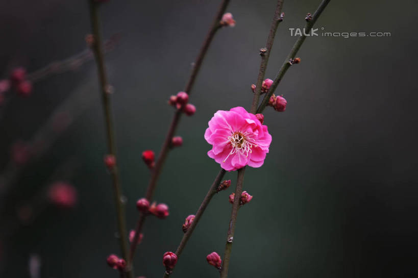 无人,横图,室外,特写,白天,正面,美景,植物,阴影,朦胧,模糊,盛开,光线,影子,景观,枝条,花蕾,腊梅,花,花瓣,花朵,鲜花,树,树木,树枝,一朵,粉色,绿色,阳光,自然,花苞,花蕊,独立,景色,生长,成长,自然风光,高洁,忠实,忠贞,刚强,坚毅,坚贞,腊梅花,蜡梅,蜡梅花,香梅,黄梅花,虬枝,枝杈,彩图,shgzq1