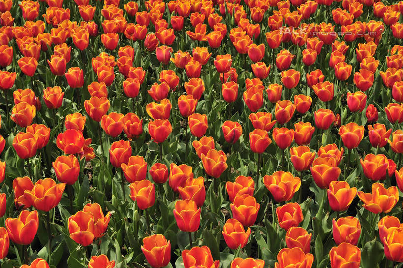 无人,横图,俯视,室外,特写,白天,爱情,花海,花圃,美景,植物,郁金香,叶子,上海,中国,亚洲,阴影,盛开,光线,影子,景观,祝福,花蕾,浦东,花,花瓣,花朵,花卉,鲜花,绿色,阳光,自然,花丛,花束,花田,花苞,花蕊,橙色,景色,申,表白,自然风光,荣誉,浦东新区,东亚,上海市,上海鲜花港,龙阳路,中华人民共和国,沪,华东地区,永恒,郁香,洋荷花,草麝香,彩图,高角度拍摄,shlbh1