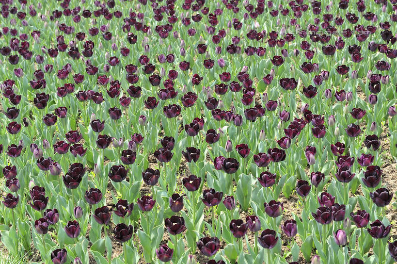 无人,横图,俯视,室外,白天,爱情,花海,花圃,美景,植物,郁金香,叶子,上海,中国,亚洲,阴影,盛开,光线,影子,景观,祝福,花蕾,浦东,花,花瓣,花朵,花卉,鲜花,绿色,紫色,阳光,自然,花丛,花束,花田,花苞,花蕊,景色,申,表白,自然风光,荣誉,浦东新区,东亚,上海市,上海鲜花港,龙阳路,中华人民共和国,沪,华东地区,永恒,郁香,洋荷花,草麝香,彩图,高角度拍摄,shlbh1