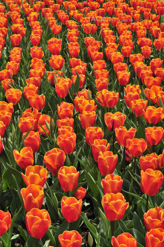 无人,竖图,俯视,室外,特写,白天,爱情,花海,花圃,美景,植物,郁金香,叶子,上海,中国,亚洲,阴影,盛开,光线,影子,景观,祝福,花蕾,浦东,花,花瓣,花朵,花卉,鲜花,绿色,紫色,阳光,自然,花丛,花束,花田,花苞,花蕊,橙色,景色,申,表白,自然风光,荣誉,浦东新区,东亚,上海市,上海鲜花港,龙阳路,中华人民共和国,沪,华东地区,永恒,郁香,洋荷花,草麝香,彩图,高角度拍摄,shlbh1