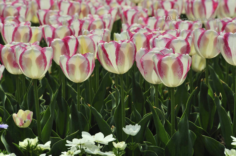 无人,横图,俯视,室外,特写,白天,爱情,花海,花圃,美景,植物,郁金香,叶子,上海,中国,亚洲,阴影,盛开,光线,影子,景观,祝福,花蕾,浦东,花,花瓣,花朵,花卉,鲜花,粉色,绿色,白色,阳光,自然,花丛,花束,花田,花苞,花蕊,景色,申,表白,自然风光,荣誉,浦东新区,东亚,上海市,上海鲜花港,龙阳路,中华人民共和国,沪,华东地区,永恒,郁香,洋荷花,草麝香,彩图,高角度拍摄,shlbh1