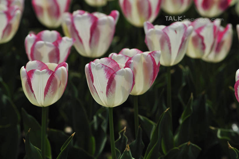 无人,横图,俯视,室外,特写,白天,爱情,花海,花圃,美景,植物,郁金香,叶子,上海,中国,亚洲,阴影,盛开,光线,影子,景观,祝福,花蕾,浦东,花,花瓣,花朵,花卉,鲜花,粉色,绿色,白色,阳光,自然,花丛,花束,花田,花苞,花蕊,景色,申,表白,自然风光,荣誉,浦东新区,东亚,上海市,上海鲜花港,龙阳路,中华人民共和国,沪,华东地区,永恒,郁香,洋荷花,草麝香,彩图,高角度拍摄,shlbh1