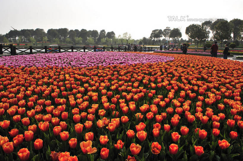 无人,横图,室外,白天,正面,爱情,旅游,度假,草地,草坪,花海,花圃,美景,树林,植物,郁金香,叶子,上海,中国,亚洲,阴影,盛开,光线,影子,景观,祝福,花蕾,娱乐,浦东,草,花,花瓣,花朵,花卉,鲜花,树,树木,蓝色,绿色,蓝天,天空,阳光,自然,花丛,花束,花田,天,花苞,花蕊,享受,休闲,景色,放松,生长,晴朗,成长,申,表白,自然风光,荣誉,浦东新区,东亚,上海市,上海鲜花港,龙阳路,万里无云,中华人民共和国,沪,华东地区,永恒,晴空,晴空万里,郁香,洋荷花,草麝香,彩图,shlbh1