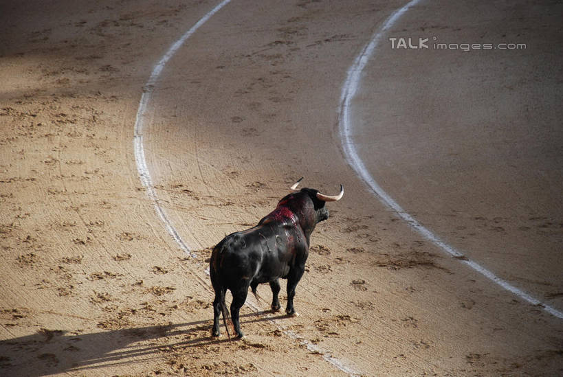 无人,体育馆,运动场,站,横图,俯视,室外,白天,牛,西班牙,欧洲,阴影,光线,影子,首都,注视,体育场,一匹,黑色,阳光,动物,观察,看,站着,马德里,家畜,牲畜,观看,察看,关注,南欧,西班牙王国,运动馆,马德里自治区,站立,彩图,高角度拍摄,全身,马德里斗牛场,shqxy1