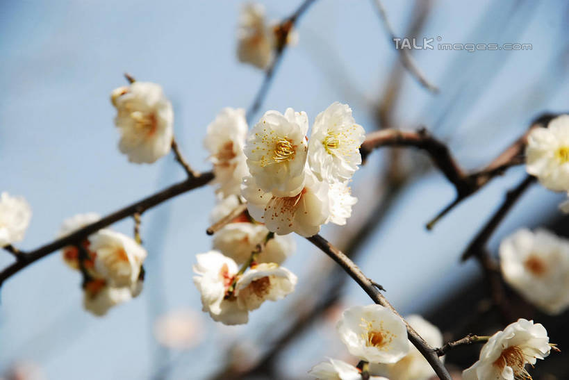 无人,横图,室外,特写,白天,仰视,美景,植物,阴影,朦胧,模糊,盛开,光线,影子,景观,枝条,花蕾,腊梅,花,花瓣,花朵,鲜花,树,树木,树枝,黄色,蓝色,绿色,蓝天,天空,阳光,自然,天,花苞,花蕊,独立,景色,生长,晴朗,成长,自然风光,万里无云,高洁,忠实,忠贞,刚强,坚毅,坚贞,腊梅花,蜡梅,蜡梅花,香梅,黄梅花,虬枝,枝杈,晴空,晴空万里,彩图,低角度拍摄,shqxy1