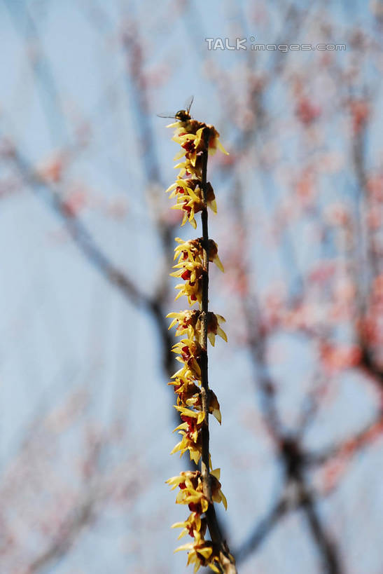 无人,竖图,室外,特写,白天,仰视,美景,植物,阴影,朦胧,模糊,盛开,光线,影子,景观,枝条,花蕾,腊梅,花,花瓣,花朵,鲜花,树,树木,树枝,黄色,蓝色,绿色,蓝天,天空,阳光,自然,天,花苞,花蕊,独立,景色,生长,晴朗,成长,自然风光,万里无云,高洁,忠实,忠贞,刚强,坚毅,坚贞,腊梅花,蜡梅,蜡梅花,香梅,黄梅花,虬枝,枝杈,晴空,晴空万里,彩图,低角度拍摄,shqxy1