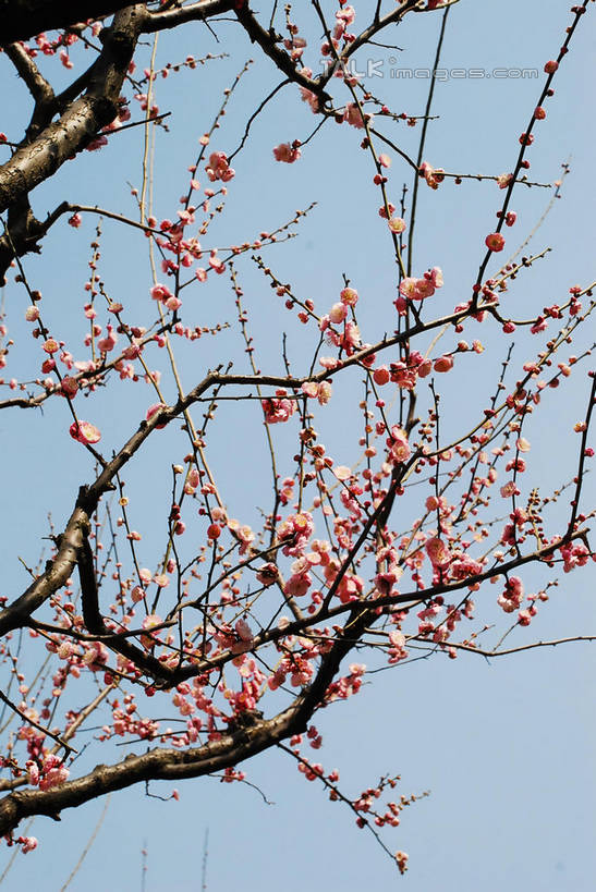 无人,竖图,室外,特写,白天,仰视,美景,植物,阴影,朦胧,模糊,盛开,光线,影子,景观,梅花,枝条,花蕾,花,花瓣,花朵,鲜花,树,树木,树枝,粉色,蓝色,绿色,蓝天,天空,阳光,自然,天,花苞,花蕊,景色,生长,晴朗,成长,高雅,坚强,自然风光,万里无云,虬枝,枝杈,春梅,梅,晴空,晴空万里,红梅,彩图,低角度拍摄,shqxy1