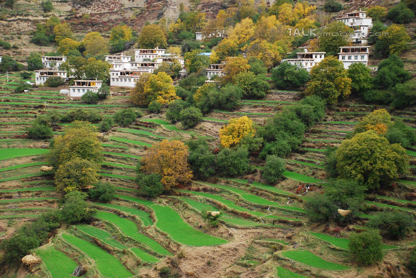 无人,家,农田,横图,俯视,室外,白天,旅游,度假,庄稼,梯田,农作物,美景,森林,树林,植物,中国,亚洲,曲折,弯曲,房屋,屋子,景观,娱乐,楼房,迪庆,云南,住宅,树,树木,绿色,自然,享受,休闲,景色,放松,蜿蜒,生长,成长,自然风光,东亚,迪庆藏族自治州,云南省,中华人民共和国,西南地区,滇,迪庆州,彩图,高角度拍摄,耕地,庄稼田,房子,shqxy1