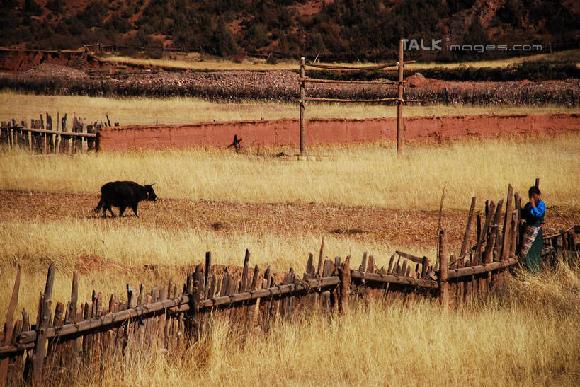 东方人,一个人,农民,农田,栏杆,站,横图,室外,白天,正面,民族服装,旅游,度假,庄稼,农作物,草地,草原,草坪,美景,植物,牛,中国,亚洲,仅一个男性,仅一个人,阴影,服装,枯萎,光线,影子,栅栏,荒野,景观,旷野,篱笆,热带,围栏,注视,黄种人,娱乐,护栏,芒康,西藏,草,仅一个年轻男性,衣服,阳光,自然,动物,观察,看,站着,享受,休闲,家畜,景色,放松,服饰,牲畜,观看,死亡,察看,衣着,穿着,关注,自然风光,原野,荒原,藏,东亚,西藏自治区,中华人民共和国,西南地区,衣饰,枯败,男人,男性,年轻男性,亚洲人,佃农,农场主,农夫,农工,乡下人,小农,庄稼人,站立,彩图,全身,传统服装,民俗服,耕地,庄稼田,芒康县,shqxy1